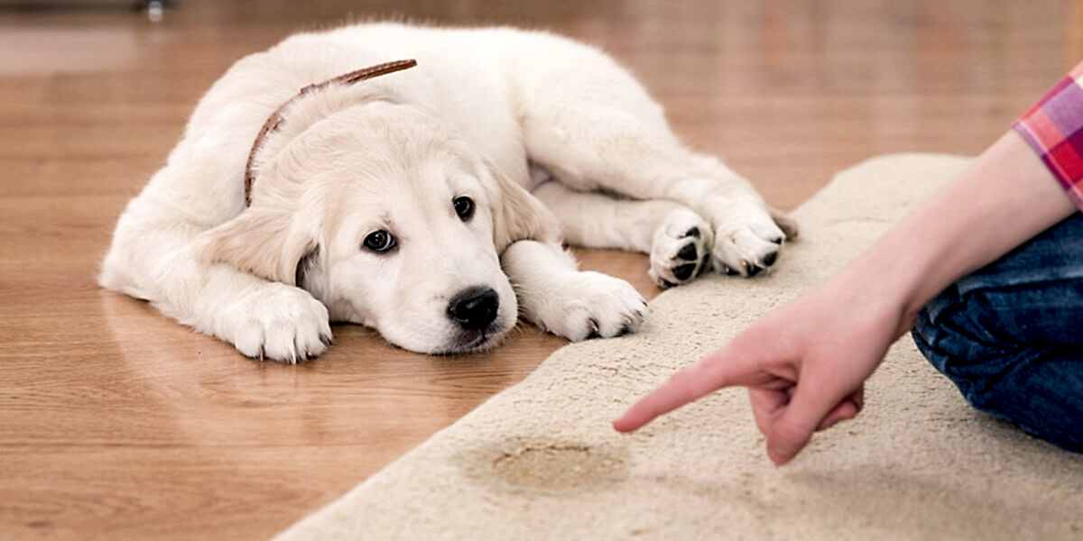 Tuvalet Eğitimi, Tuvalet Eğitimi