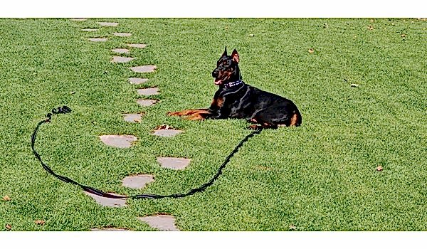 Köpek Otel Hizmeti, Köpek Otel Hizmeti