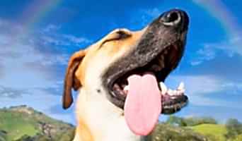 Avcılar Pet Otel, Avcılar Pet Otel