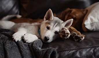 Veteriner Destekli Pet Otel, Veteriner Destekli Pet Otel