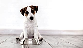 Alan Koruma Eğitimi: Köpeğinizin Doğal İçgüdülerini Geliştirin, Alan Koruma Eğitimi: Köpeğinizin Doğal İçgüdülerini Geliştirin