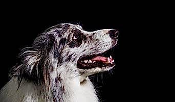 İstanbul Anadolu Yakası Köpek Oteli, İstanbul Anadolu Yakası Köpek Oteli