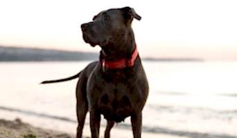 Köpek Oteli Rezervasyonu, Köpek Oteli Rezervasyonu