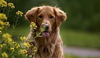 Köpek Barınma, Köpek Barınma