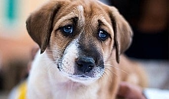 Köpeklerde Uykusuzluk ve Stres Belirtileri, Köpeklerde Uykusuzluk ve Stres Belirtileri