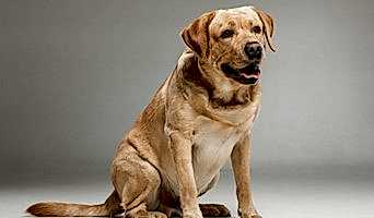 Güvenilir Köpek Oteli, Güvenilir Köpek Oteli