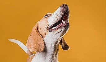 Ev Ortamında Köpek Konaklama, Ev Ortamında Köpek Konaklama