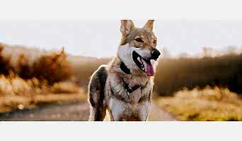 İstanbul Pet Otelleri, İstanbul Pet Otelleri