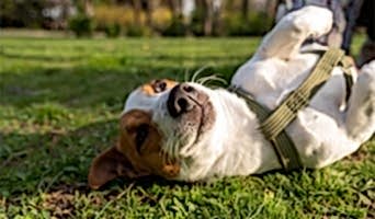 Köpekler İçin Otel, Köpekler İçin Otel