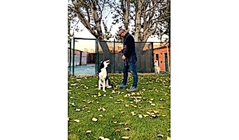 avcılar Köpek oteli, Avcılar Köpek oteli,pet otel,istanbul köpek oteli,Köpek Eğitim merkezi