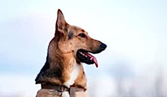 Batı Köpek Oteli Fiyatları, Batı Köpek Oteli Fiyatları