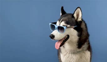 Köpek İçin Tatil Yeri, Köpek İçin Tatil Yeri