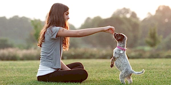 Yavru Köpek Eğitimi, Yavru Köpek Eğitimi