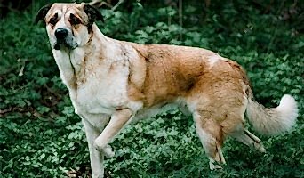 Köpek Oteli Eğitim ve Bakım, Köpek Oteli Eğitim ve Bakım