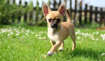 Bahçeşehir Tuvalet Eğitimi, Bahçeşehir Tuvalet Eğitimi