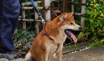Avcılar Konaklama Hizmeti, Avcılar Konaklama Hizmeti