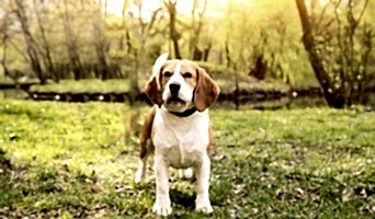 Köpekler İçin İstanbul’da Özel Bakım ve Konaklama, Köpekler İçin İstanbul’da Özel Bakım ve Konaklama