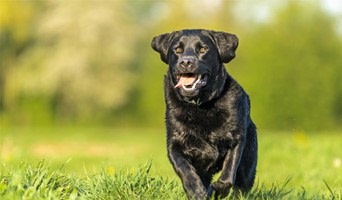 Avcılar Tuvalet Eğitimi, Avcılar Tuvalet Eğitimi