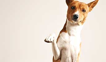 Batıpet Oteli Köpek Konaklama, Batıpet Oteli Köpek Konaklama