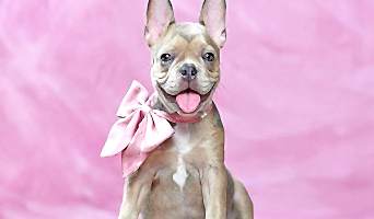 Tuvalet Eğitimi Nasıl Verilir? Profesyonel İpuçları, Tuvalet Eğitimi Nasıl Verilir? Profesyonel İpuçları