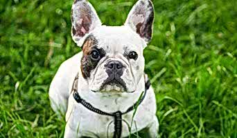 Batıpet Oteli Fiyatları, Batıpet Oteli Fiyatları