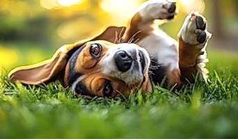 Köpek Oteli, Köpek Oteli