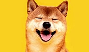 Köpek Otelinde Konaklama Süreci Nasıl İşler?, Köpek Otelinde Konaklama Süreci Nasıl İşler?