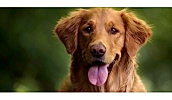 İstanbul Köpek Oteli, İstanbul Köpek Oteli