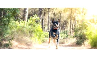 Bahçeşehir Alan Koruma Eğitimi, Bahçeşehir Alan Koruma Eğitimi