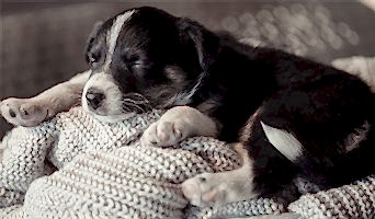 Tatil Dönemi Köpek Konaklama Yeri, Tatil Dönemi Köpek Konaklama Yeri