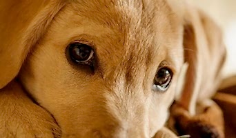 En İyi Köpek Oteli Batı İstanbul, En İyi Köpek Oteli Batı İstanbul