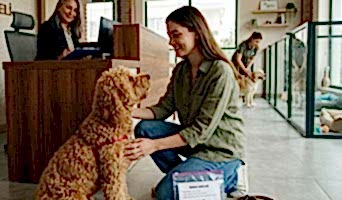 İlk Defa Köpek Oteline Bırakırken Yapılması Gerekenler, İlk Defa Köpek Oteline Bırakırken Yapılması Gerekenler