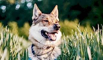 Avcılar İtaat Eğitimi, Avcılar İtaat Eğitimi