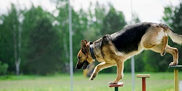 İleri İtaat Eğitimi, İleri İtaat Eğitimi