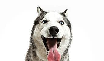 Uygun Fiyatlı Köpek Pansiyonu Hizmetleri, Uygun Fiyatlı Köpek Pansiyonu Hizmetleri