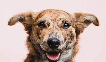 Köpeğim İçin Güvenli Pansiyon, Köpeğim İçin Güvenli Pansiyon