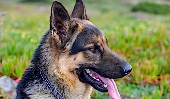 Köpekler İçin Birebir Bakım, Köpekler İçin Birebir Bakım