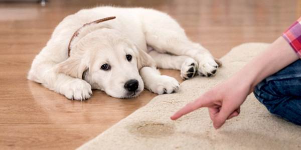 Tuvalet Eğitimi, Tuvalet Eğitimi