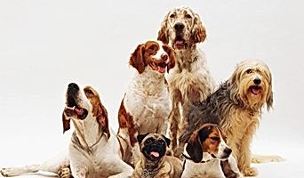 Sosyal Köpekler İçin Otel Ortamı, Sosyal Köpekler İçin Otel Ortamı