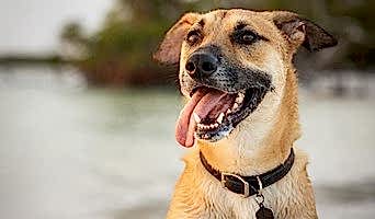 Ev Konforunda Köpek Oteli, Ev Konforunda Köpek Oteli