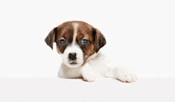 Köpek Oteli Veteriner Hizmetleri, Köpek Oteli Veteriner Hizmetleri