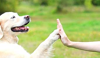 Sosyalleşme Eğitimi: Diğer Köpeklerle Sağlıklı İletişim, Sosyalleşme Eğitimi: Diğer Köpeklerle Sağlıklı İletişim
