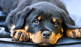 Yavru Köpekler İçin İlk Sosyalizasyon Deneyimi, Yavru Köpekler İçin İlk Sosyalizasyon Deneyimi