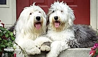 Anadolu Yakası Köpek Kreşi, Anadolu Yakası Köpek Kreşi