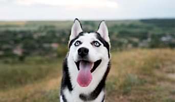 Veterinerli Köpek Oteli, Veterinerli Köpek Oteli