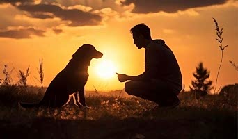 İstanbul'da Köpek Oteli, İstanbul'da Köpek Oteli