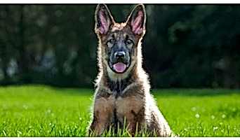 İstanbul Köpek Otel Hizmetleri, İstanbul Köpek Otel Hizmetleri