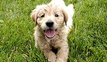 İstanbul’daki Köpek Otellerinde Eğitim ve Bakım Hizmetleri, İstanbul’daki Köpek Otellerinde Eğitim ve Bakım Hizmetleri