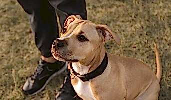 Avcılar Alan Koruma Eğitimi, Avcılar Alan Koruma Eğitimi