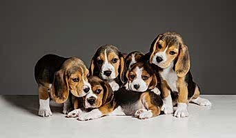 Batıpet Köpek Oteli Fiyatları, Batıpet Köpek Oteli Fiyatları